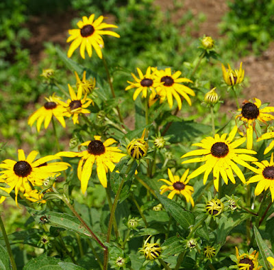 sunflowers photo by mbgphoto