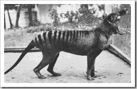 Last Thylacine