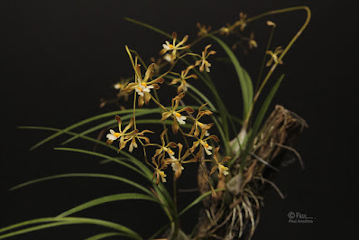 Encyclia papillosa - Butterfly Encyclia care