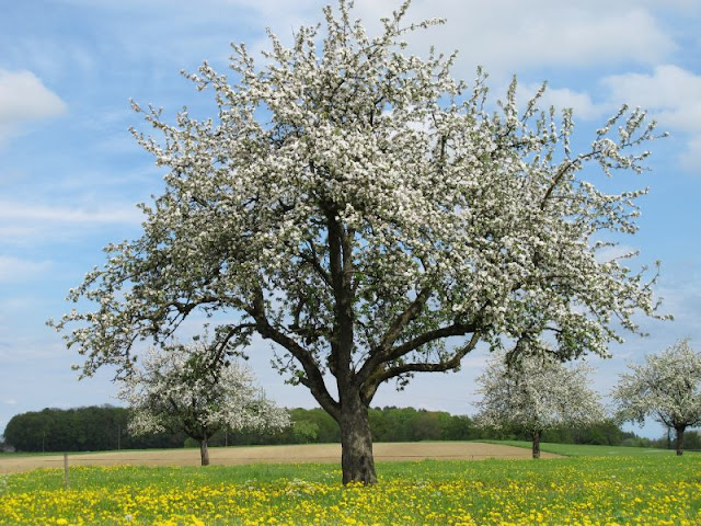 Kirschblüten, Blütenzauber, Bodenseeforum, Bodensee, 