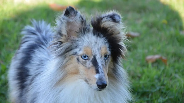 Sheltie