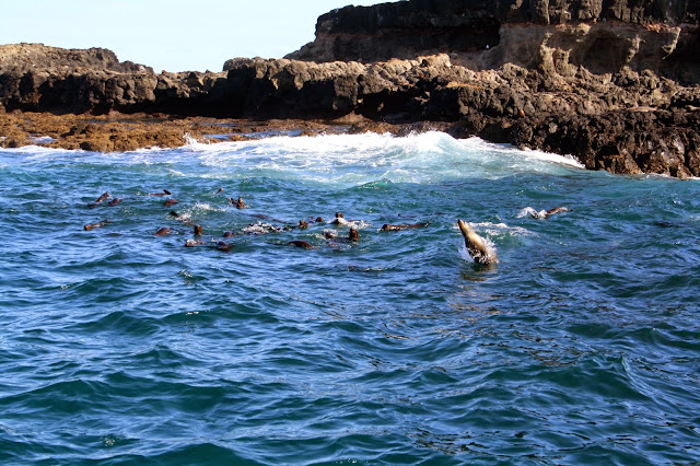 Seal Watching Cruise, Phillip Island