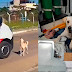 Cachorrinho é autorizado a acompanhar dono em ambulância após suplica emocionante