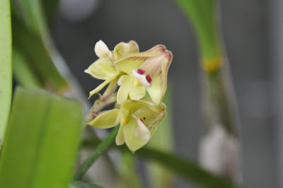 Polystachya galeata orchid plant care and culture