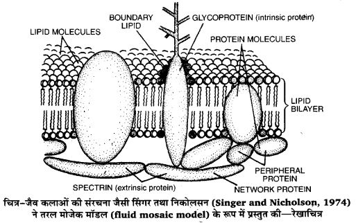 Solutions Class 11 जीव विज्ञान Chapter-8 (कोशिका : जीवन की इकाई)