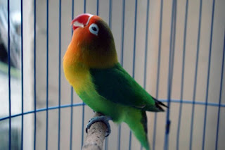 Lovebird