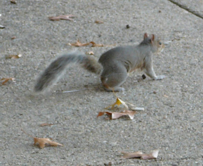 squirrel