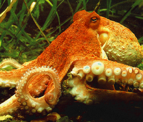 Mengenal 7 Kelas dalam Mollusca - Pelajaran