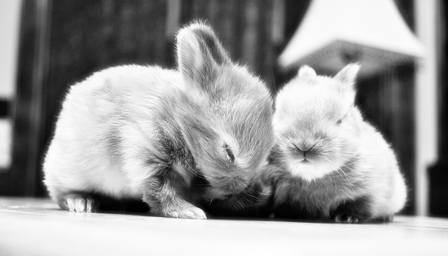 pictures of cute bunnies