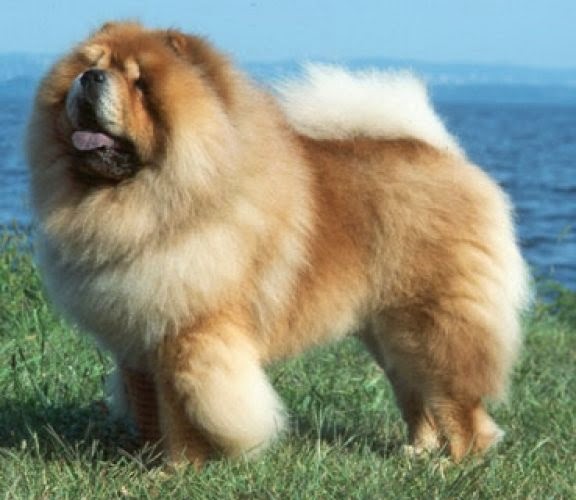 Chow Chow