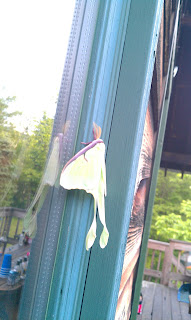 side view of a luna moth