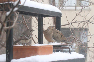 The fourth bird-themed iimage in this post. This picture shows two birds standing on a garden shelf during a snowfall. A Northern mockingbird is on the left and a Mourning dove is on the right.  These bird types are featured in my book series, "Words In Our Beak." Info re my books is included within another post on this blog @ https://www.thelastleafgardener.com/2018/10/one-sheet-book-series-info.html