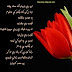 Beautiful Pashto Shayari