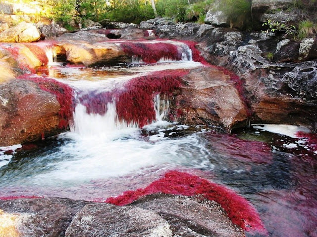 cano cristales 11%255B3%255D أجمل أنهار العالم ، نهر كانو كريستال ذو الألوان الخمسة في كولومبيا