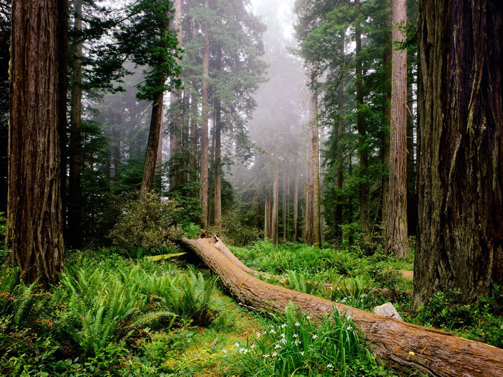 gambar hutan pemandangan hutan