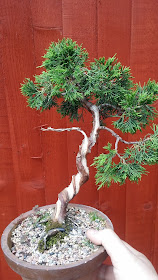 bonsai, juniperus bonsai, training juniper, itoigawa bonsai