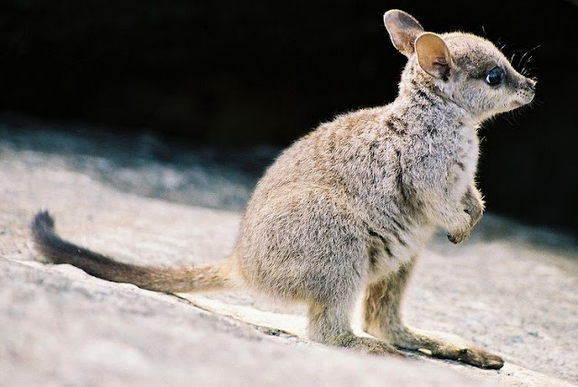 funny animal pictures, baby kangaroo