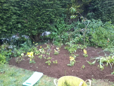 Grannies bonnet, foxglove, cowslip