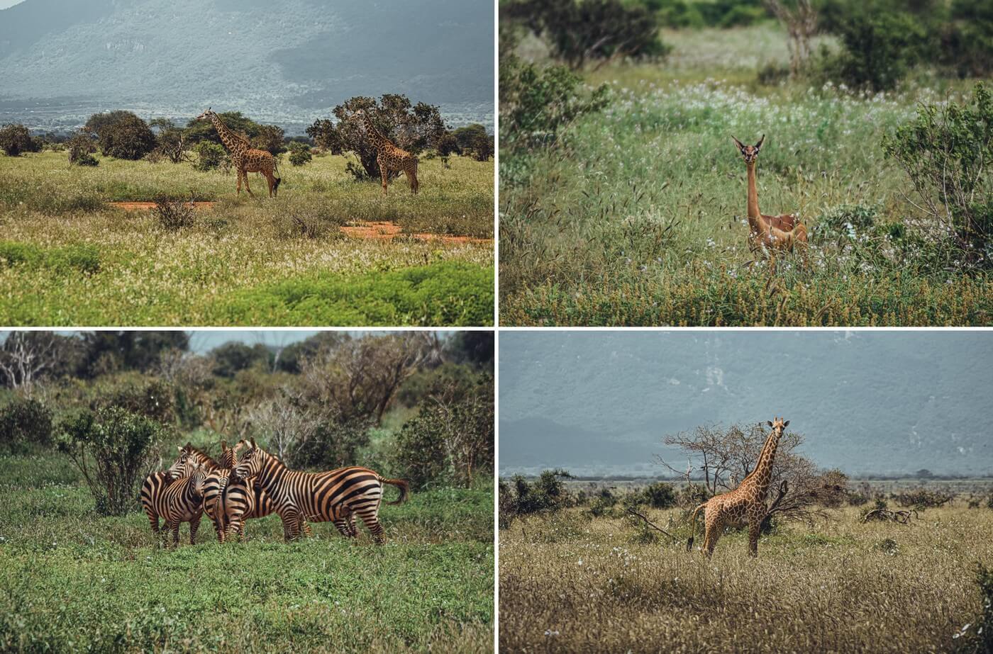 Tsavo West i Tsavo East - safari w Kenii