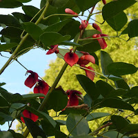 花博記念公園鶴見緑地　アメリカデイゴ