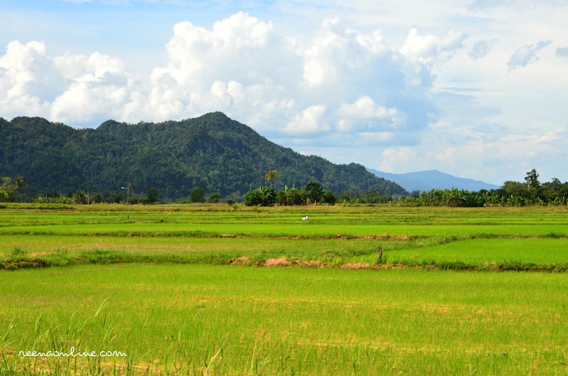 pemandangan sawah padi di kampung  Pemandanganoce