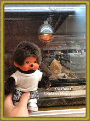 kiki monchhichi reptiles pogona dragon iguane