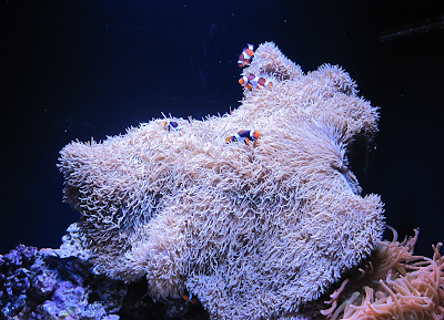 Tank with clownfish