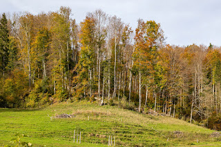 Künstlich geschaffener, der Natur nachempfundener Wald-Wiesen-Übergang bei Bauma in Tösstal.