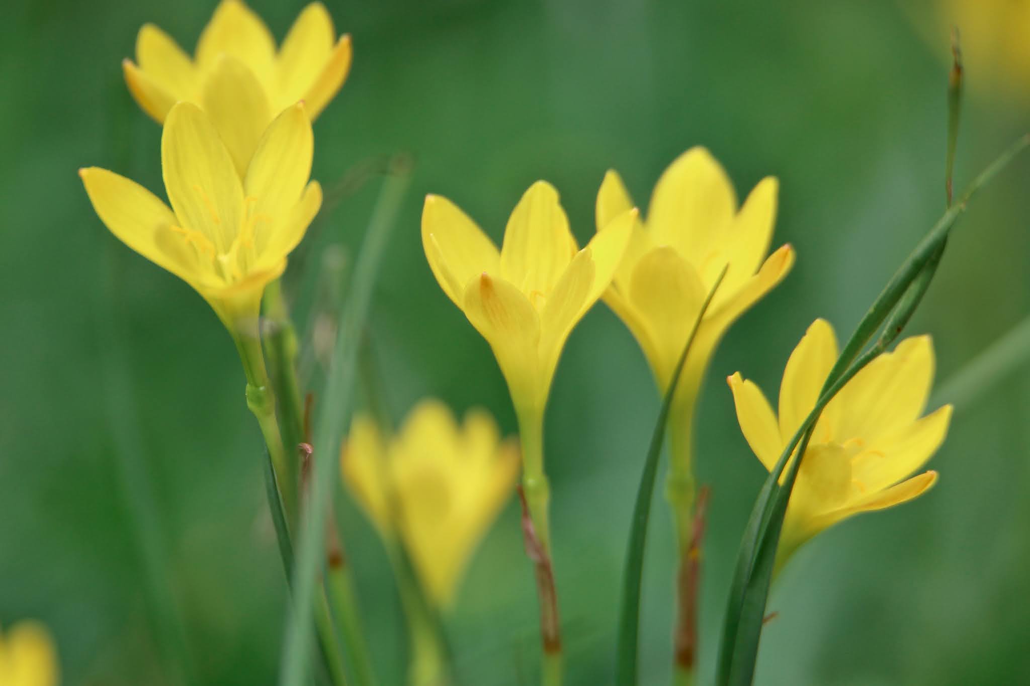 Most common Weeds and Wild flowers, and grasses with name in Karnataka,. India, high resolution free