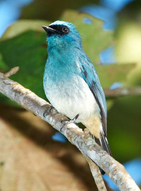 Indigo Flycatcher (Eumyias indigo)