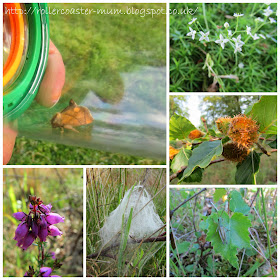 RSPB Farnham nature reserve, Festoon Moth