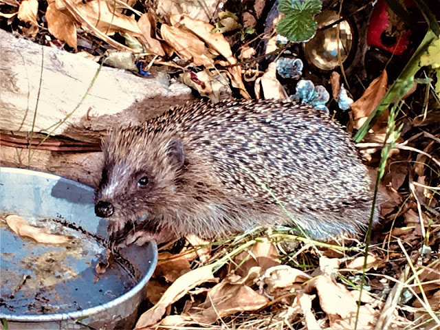 thirsty hedgehog uk garden