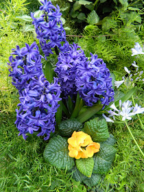 Allan Gardens Conservatory Easter Flower Show 2013 blue hyacinths agapanthus yellow primula by garden muses: Toronto gardening blog