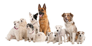 Soins de base pour chiens pour les propriétaires de chiens débutants