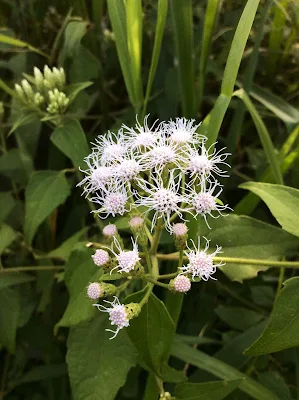 Planta invasora - Chromolaena odorata