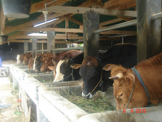 gambar peternakan sapi