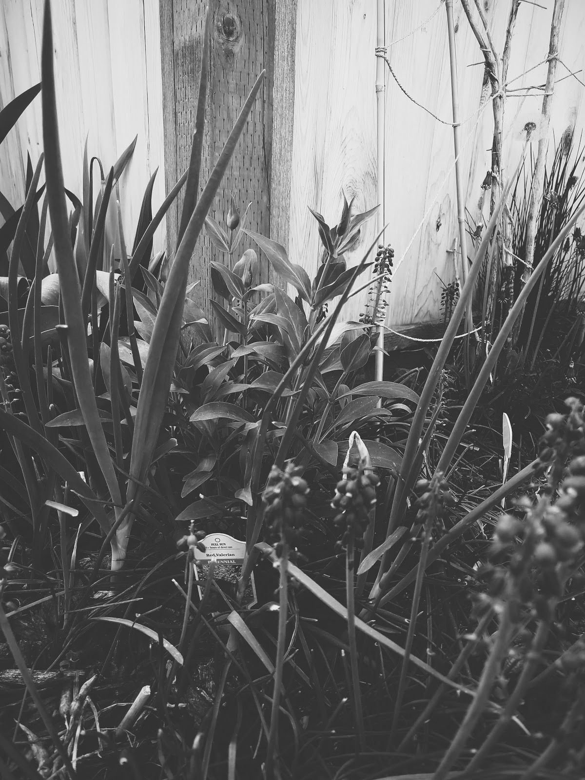plants coming up // life in black & white series // www.thejoyblog.net