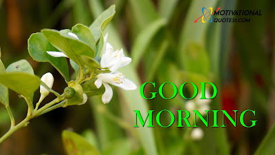 Good Morning Flowers, Morning Flowers,