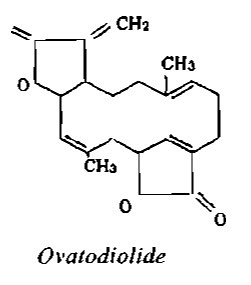 Công thức hóa học Cỏ thiên thảo - Anisomeles ovata - THÔNG TIỂU TIỆN VÀ THÔNG MẬT