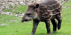 English Story 90- Baby tapir is born- level 1 English Story English News Learn English 