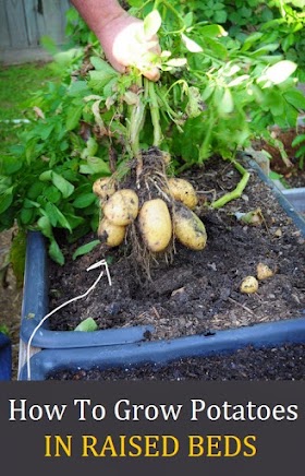 #Gardening : How To Grow Potatoes in Raised Beds