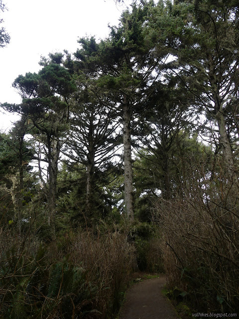 open space shows the shaped trees