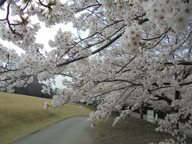 とっとり花回廊の桜の広場のソメイヨシノ桜