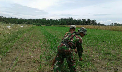 Dandim 0203/Langkat Intensifkan Pendampingan Petani di Langkat