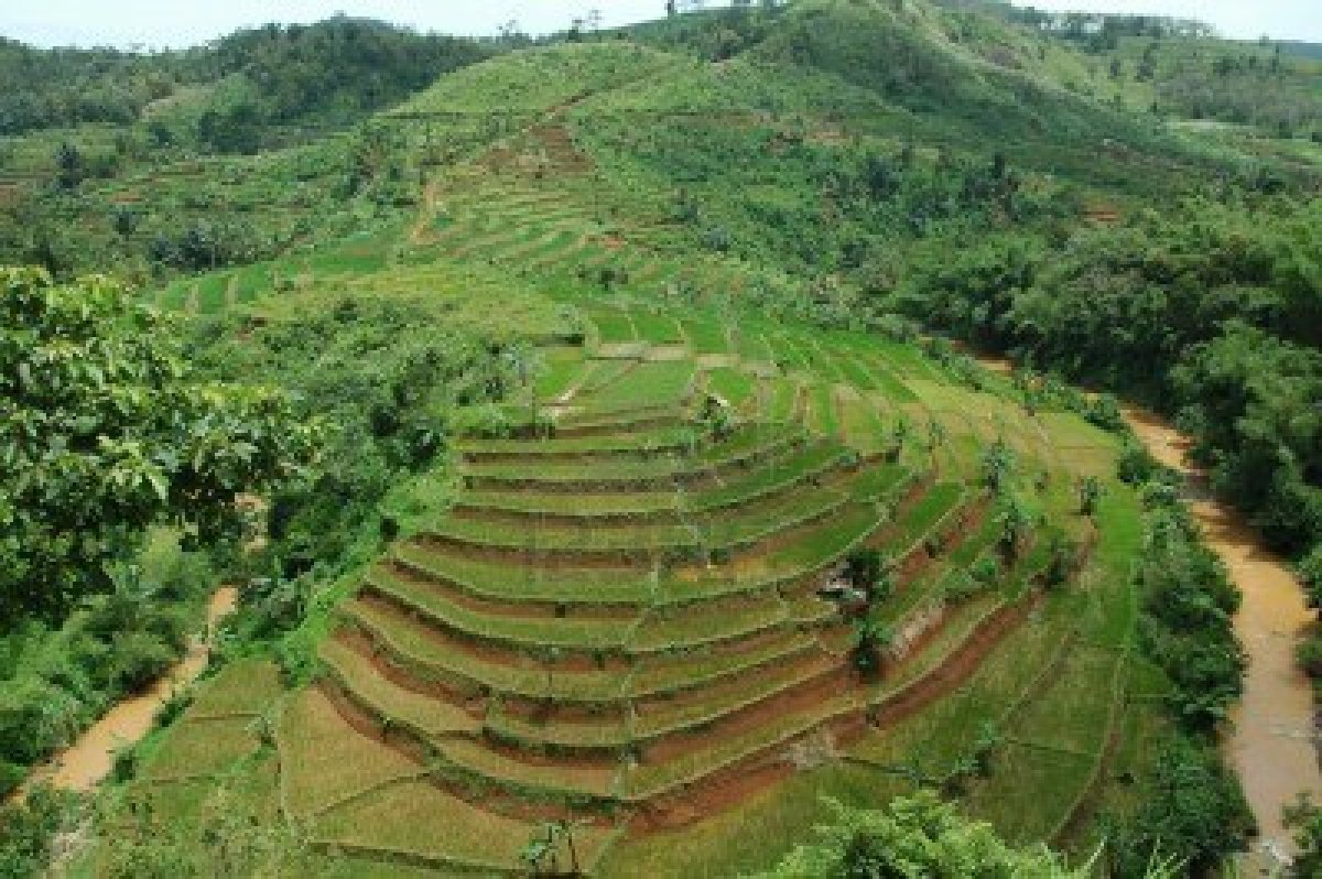 my x information gambar  pemandangan  sawah 