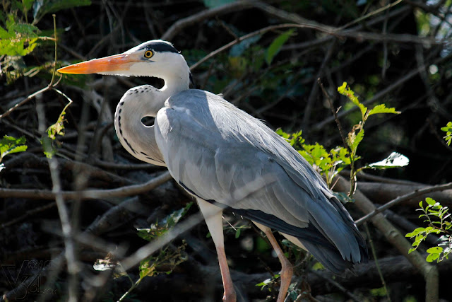 Grey Heron