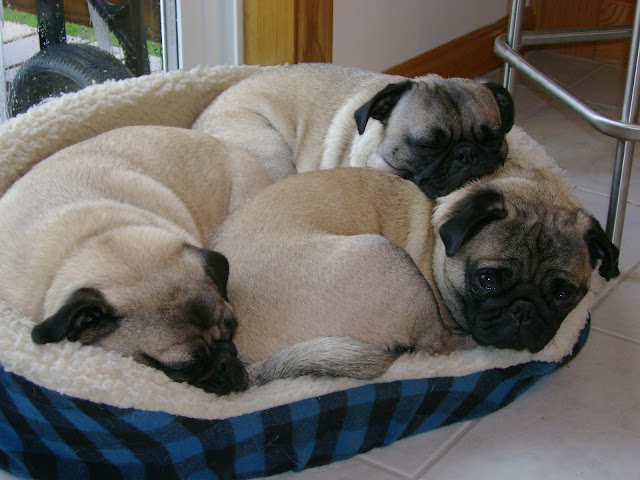 Pugs - Puglets