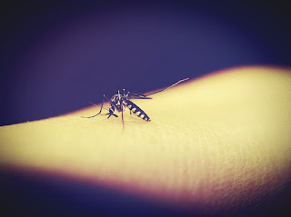 Diseases transmitted by mosquitoes zika, dengue, chikungunya, malaria, brain fever, yellow fever, filariasis, encephalitis