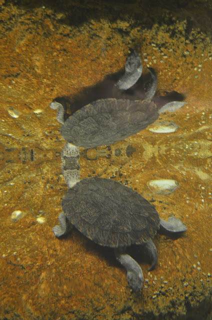 An underwater turtle is reflected in the underside of the water's surface.