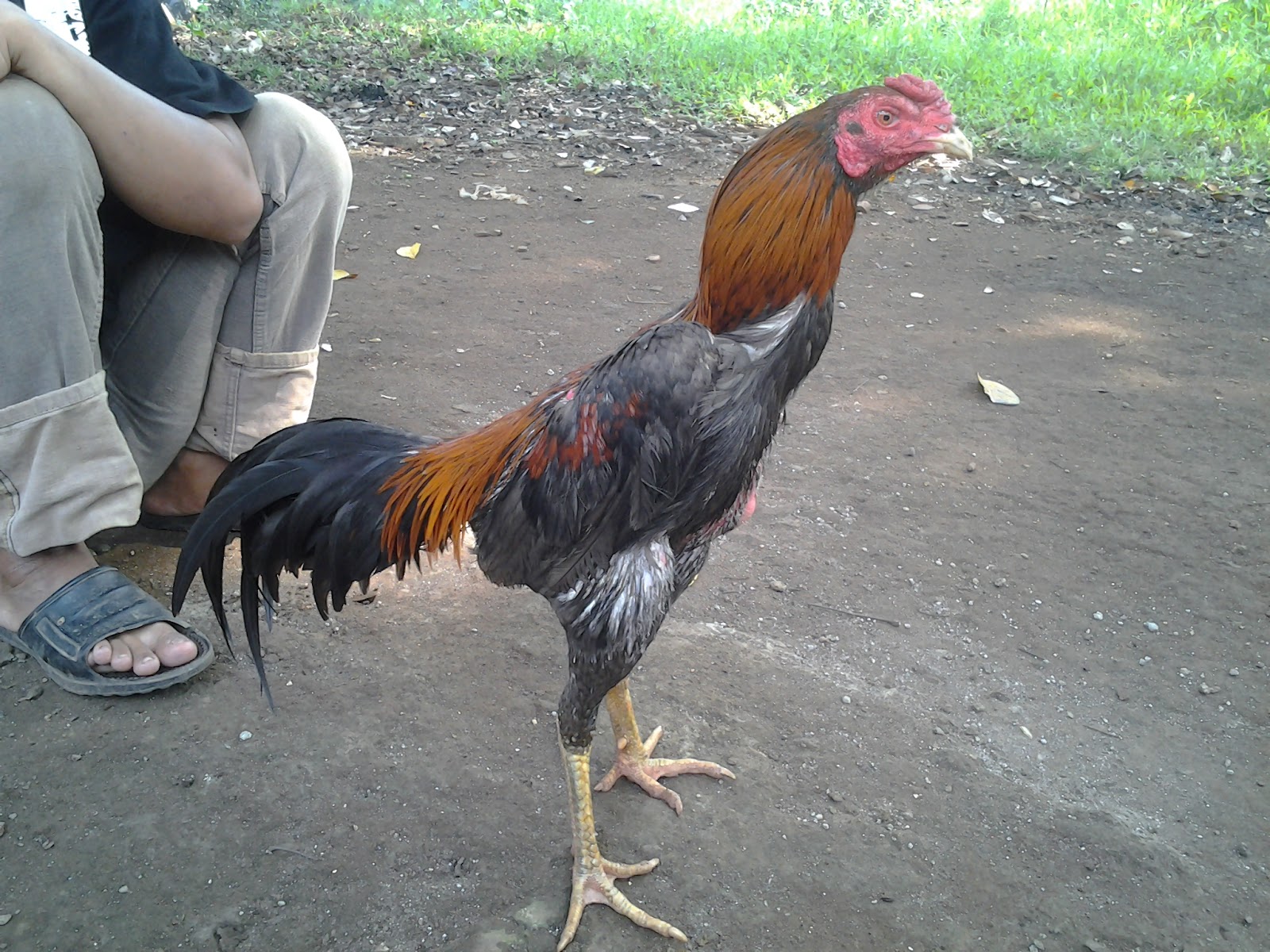 Warna bulu untuk ayam aduan yg berkualitas